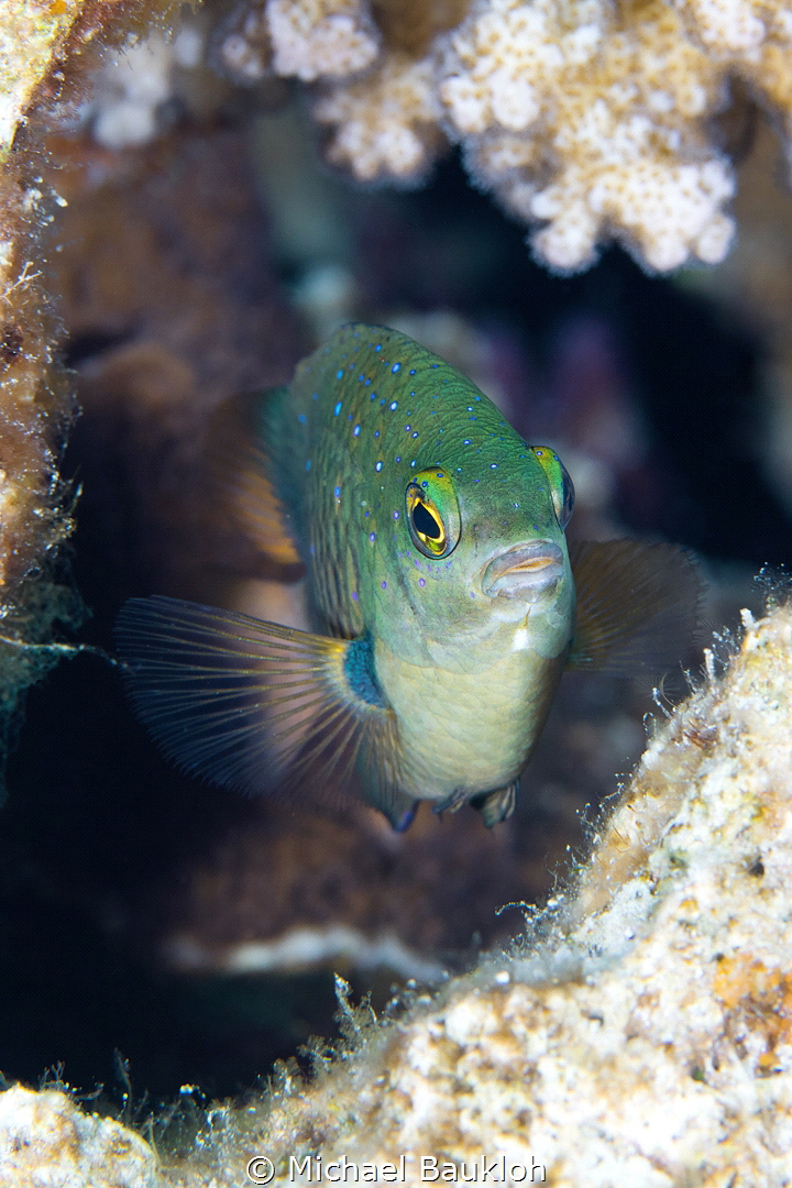 Plectroglyphidodon by Michael Baukloh 