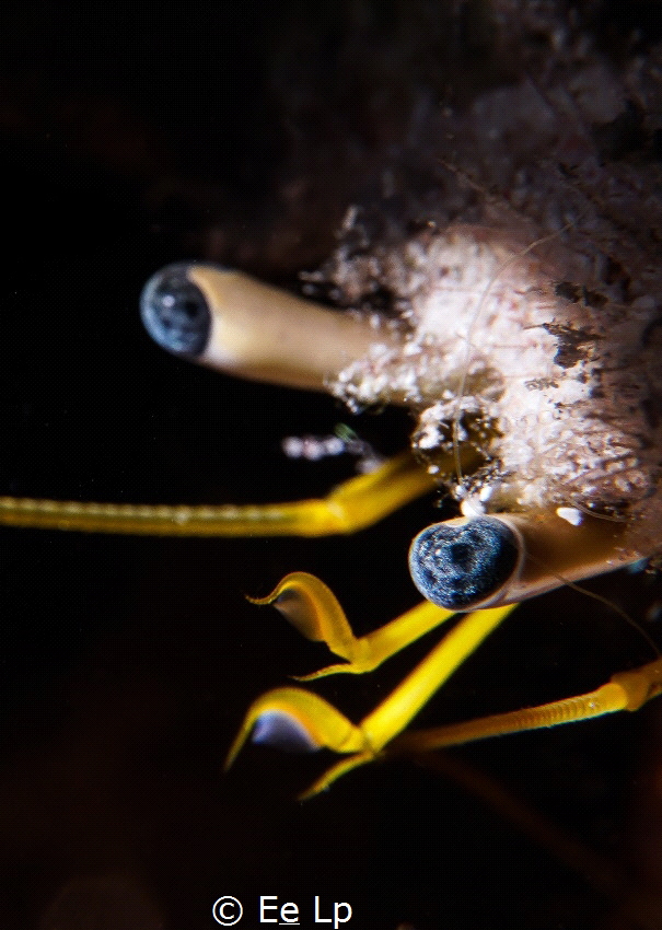 Dardanus lagopodes (white-stalked hermit crab). (f/18, 1/... by E&e Lp 