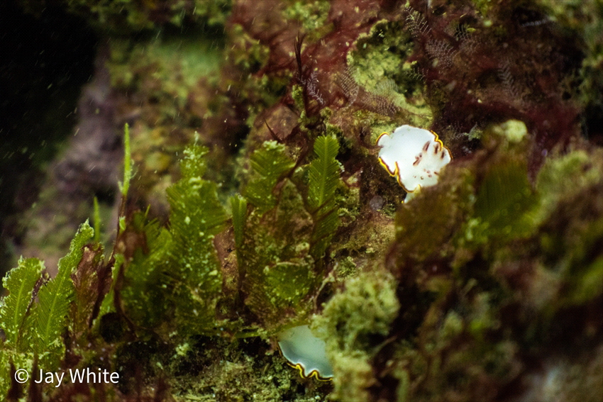Nudibranch at Cańo Island 5/25/23 by Jay White 