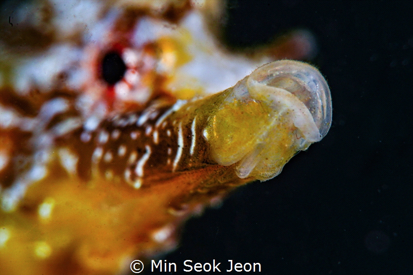 the mouth of the seahorse by Min Seok Jeon 