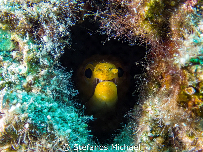 Fangtooth Moray - Enchelycore anatina by Stefanos Michael 