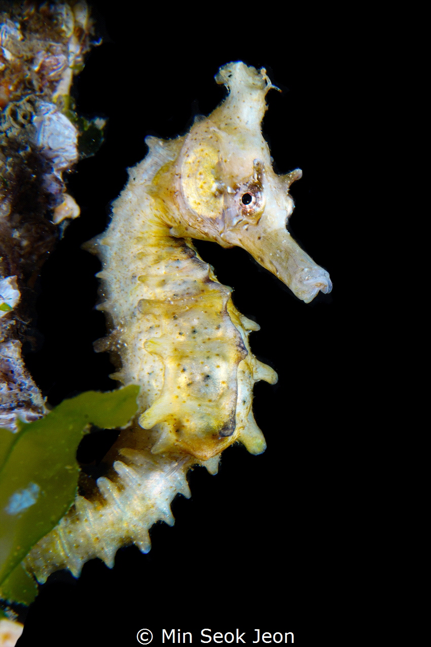 Seahorse by Min Seok Jeon 