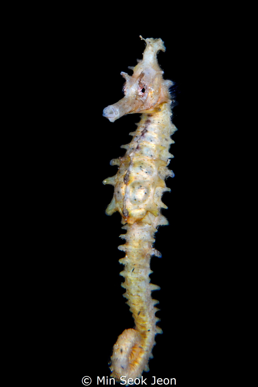 Seahorse by Min Seok Jeon 
