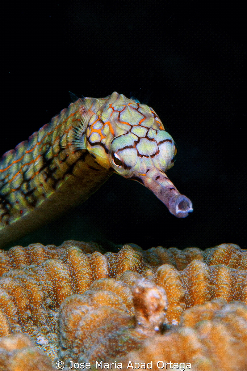 Banded Pipefish
Halicampus grayiis by Jose Maria Abad Ortega 