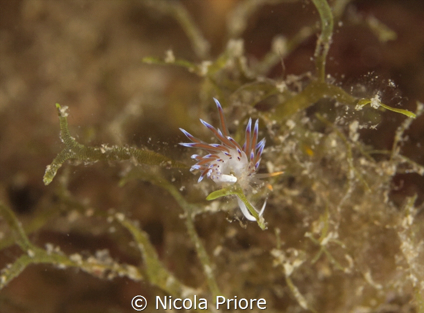 Small pilgrim Cratena found underwater in Cala Incina-Mon... by Nicola Priore 