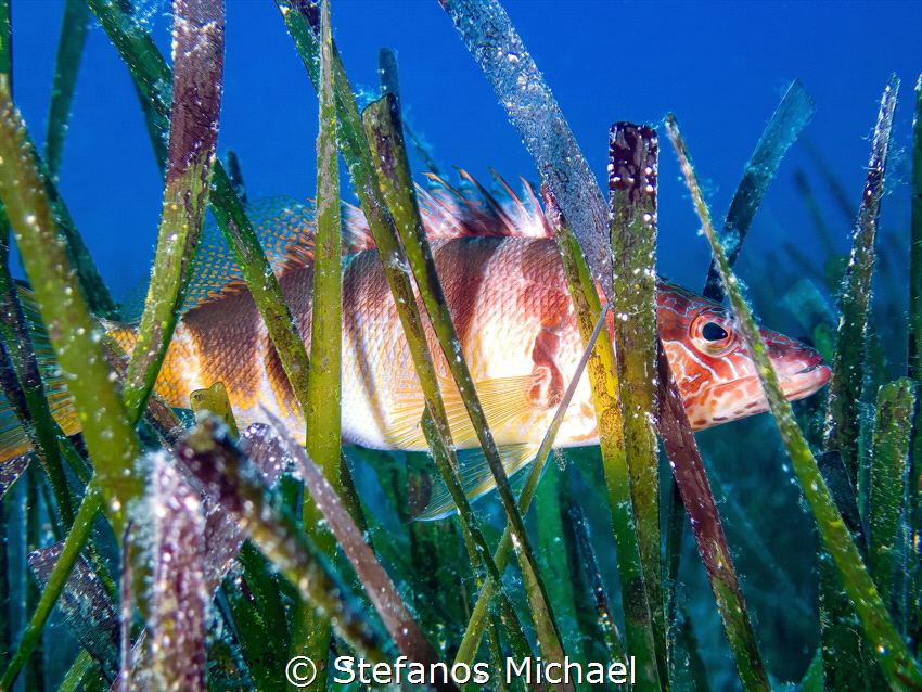 Painted comber - Serranus scriba by Stefanos Michael 