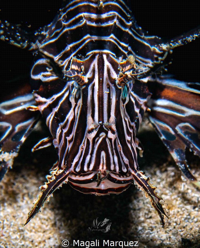 Portrait Lionfish by Magali Marquez 