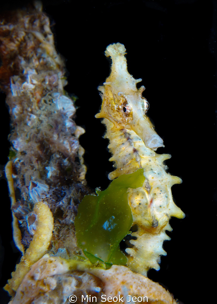Seahorse by Min Seok Jeon 