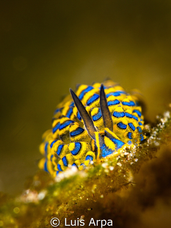 Costasiella sp. by Luis Arpa 