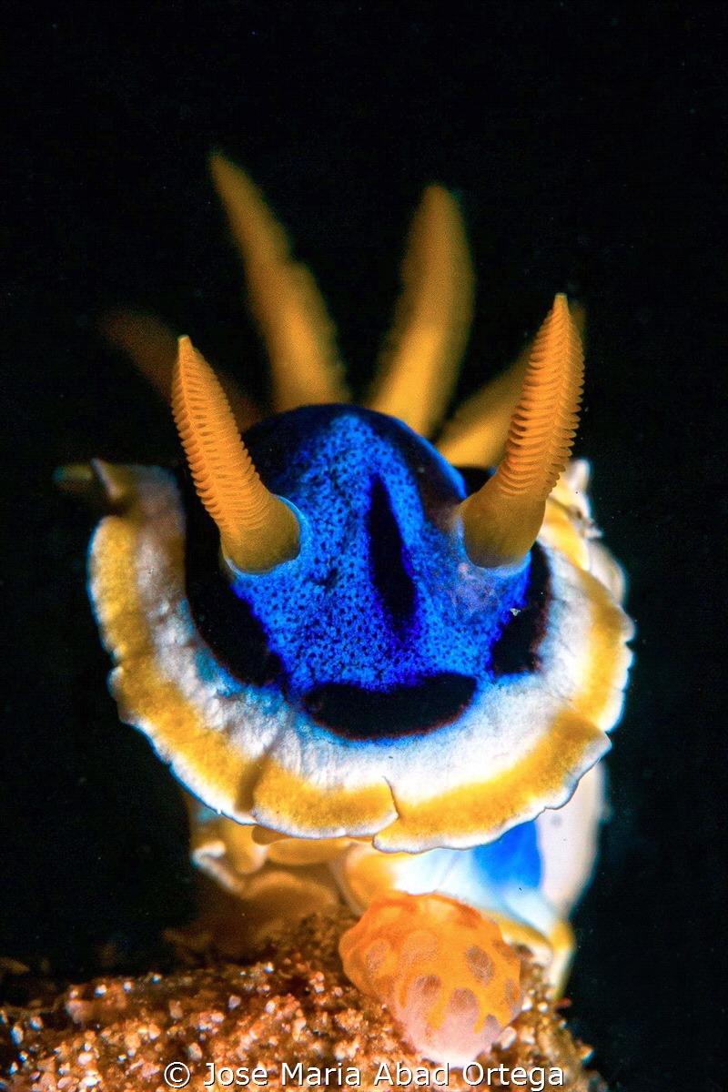 Chromodoris annae by Jose Maria Abad Ortega 