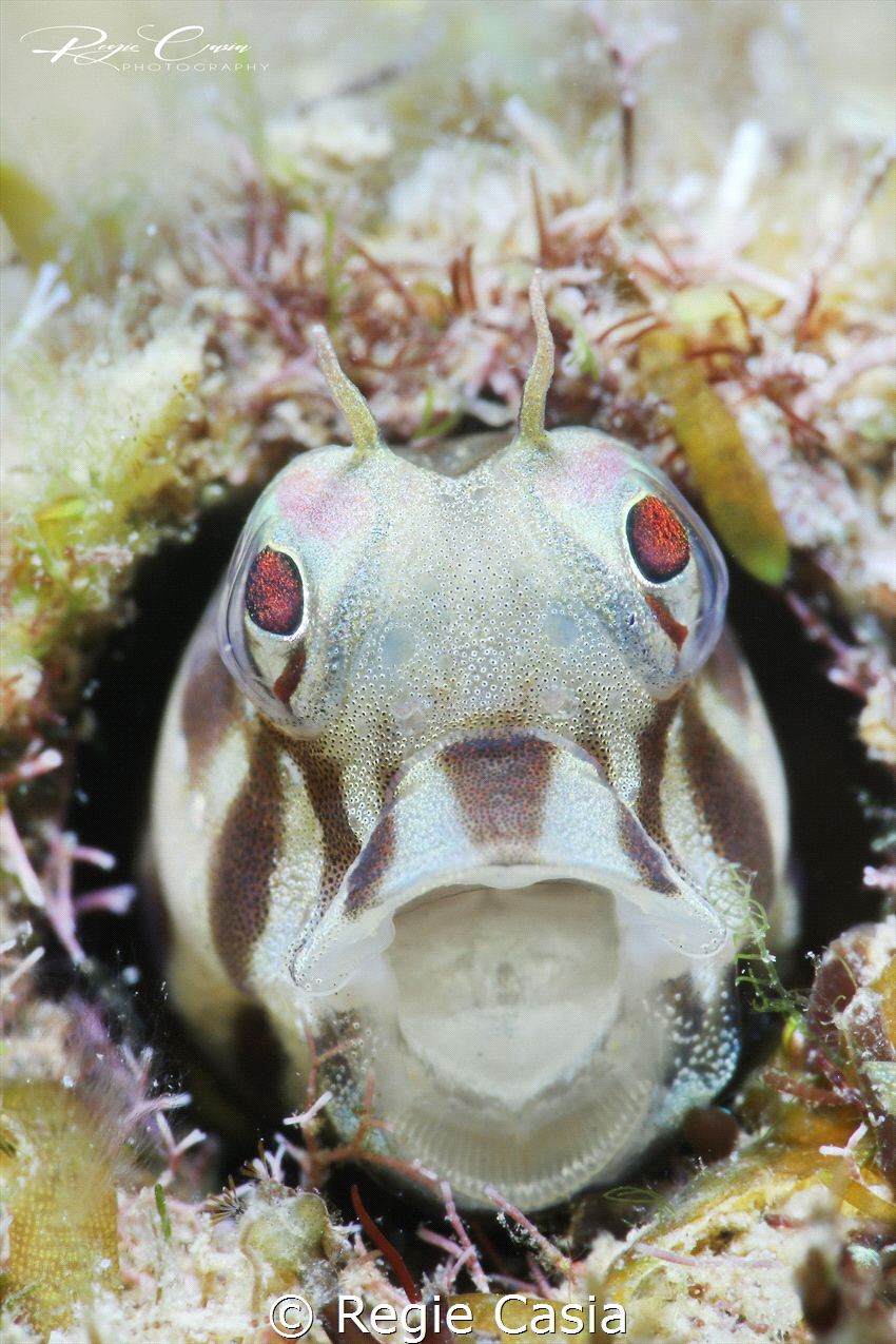 Happy blenny by Regie Casia 