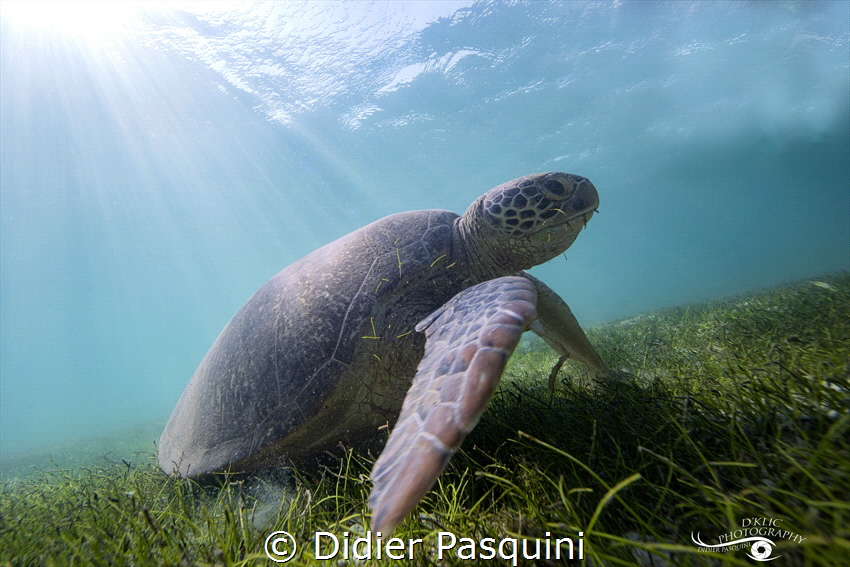 Chelonia mydas 
Tortue de verte de NOSY BE

 by Didier Pasquini 
