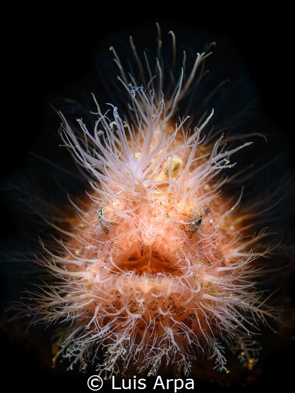 Antennarius striatus by Luis Arpa 