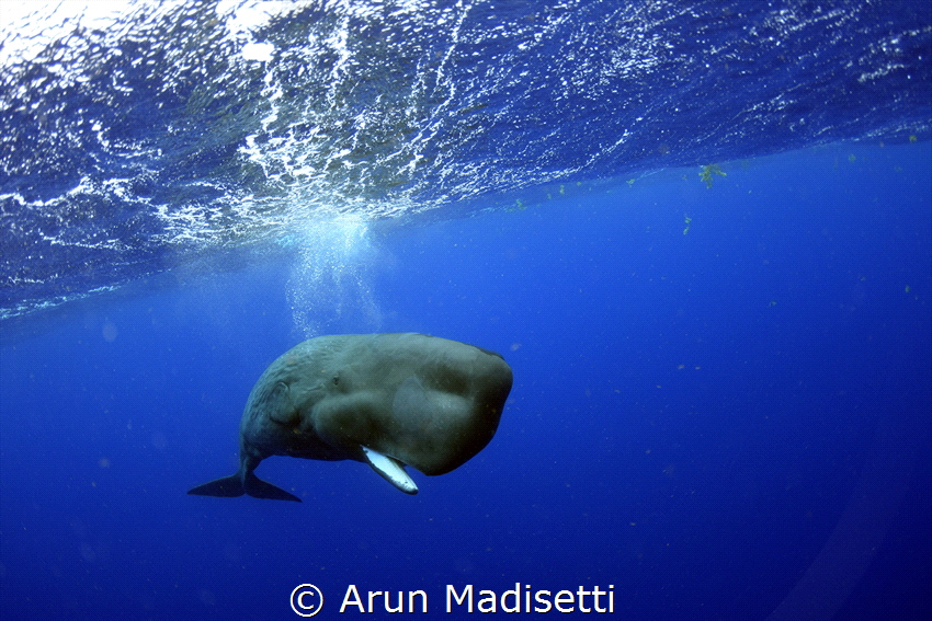 "Chopsticks" spent an amazing 15 minutes rolling around a... by Arun Madisetti 