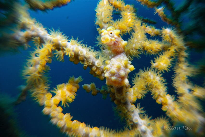 Bargibant's pygmy seahorse by Julian Hsu 