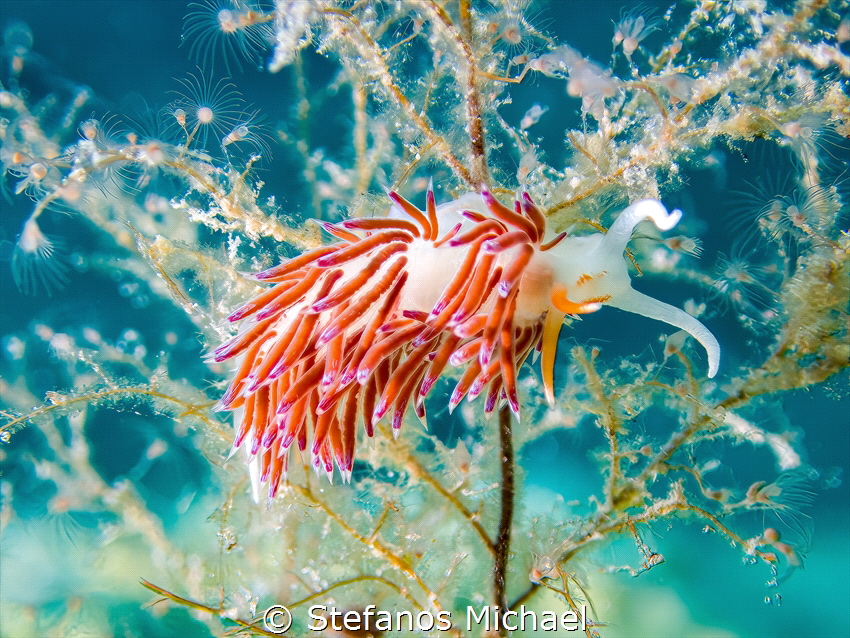 Pilgrim Hervia - Cratena peregrina by Stefanos Michael 