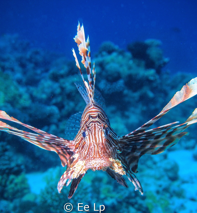 Pterois volitans (common lionfish). (f/5.6, 1/250, ISO-20... by E&e Lp 