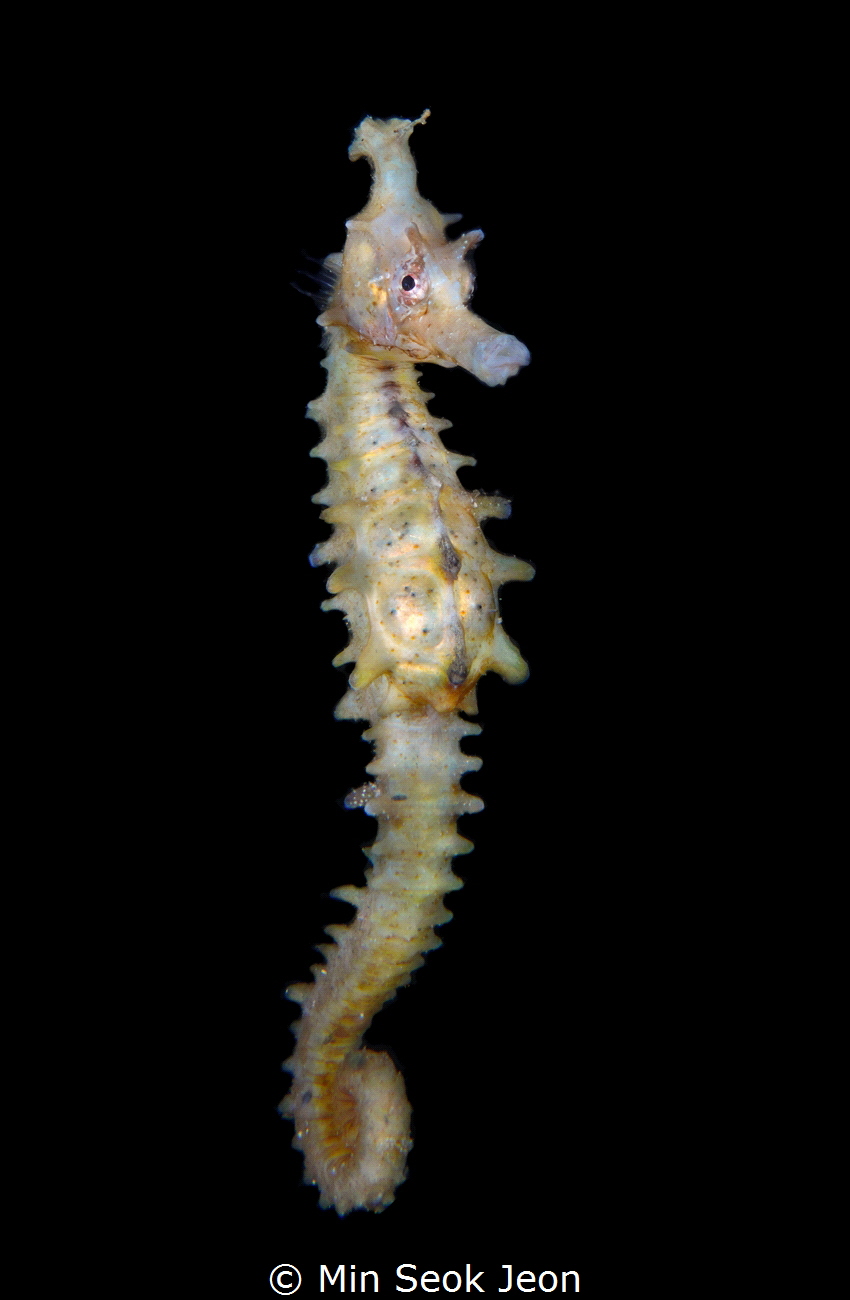 Seahorse by Min Seok Jeon 
