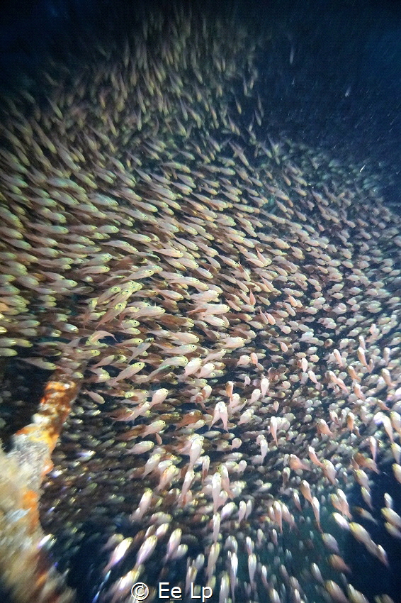 Swirl. Parapriacanthus ransonneti (glassfish). (f/4, 1/12... by E&e Lp 
