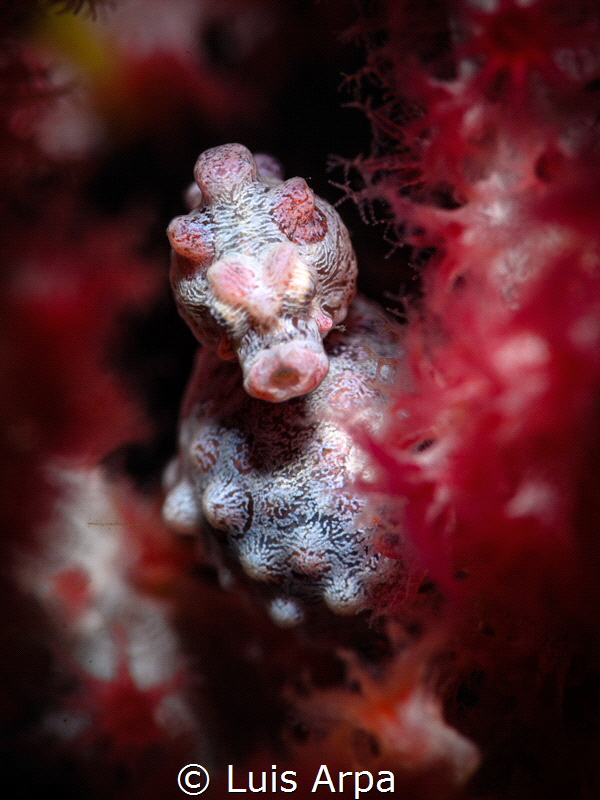 Hippocampus bargibanti by Luis Arpa 