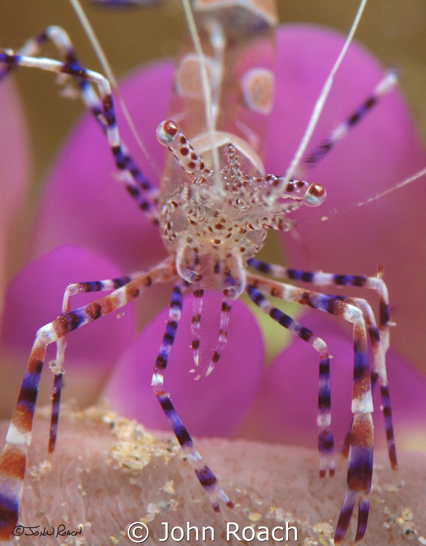 Spotted Cleaner Shrimp by John Roach 