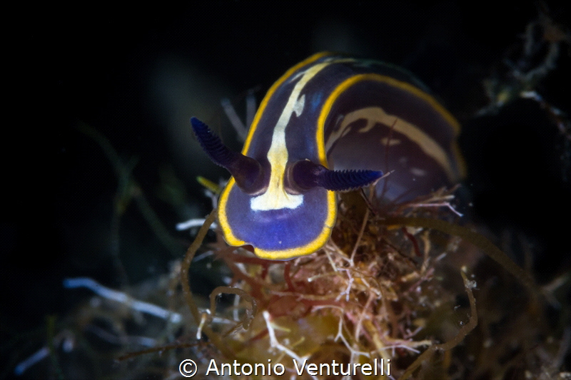 Felimare tricolor are quite common in the Mediterranean S... by Antonio Venturelli 