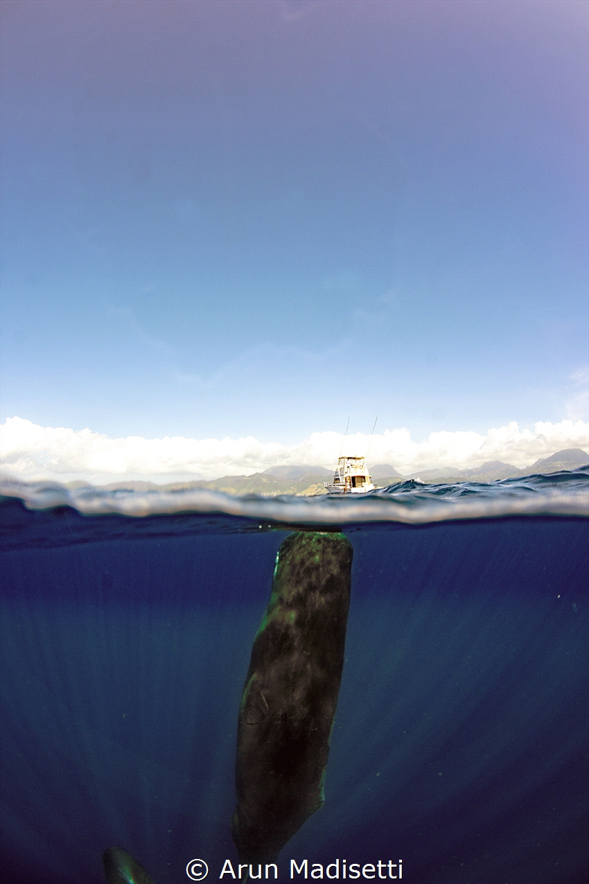 up from the depths (taken under permit) by Arun Madisetti 