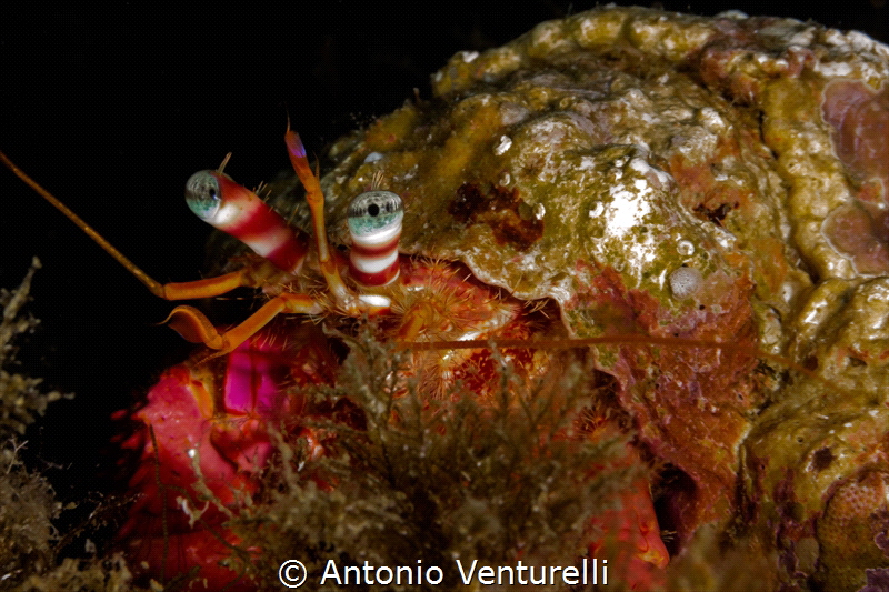 Beautiful eyes of Mediterranean Hermit crab_2023
(Canon6... by Antonio Venturelli 