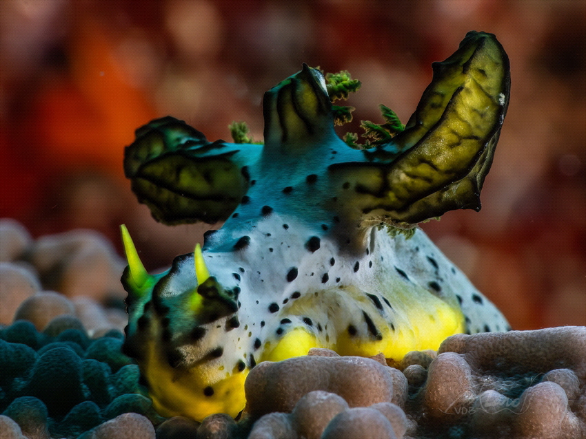 wing nudi by Marc Van Den Broeck 