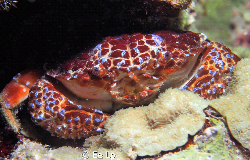Zosimus aeneus (Devil crab). (f/8, 1/80, ISO-200, 42mm, U... by E&e Lp 