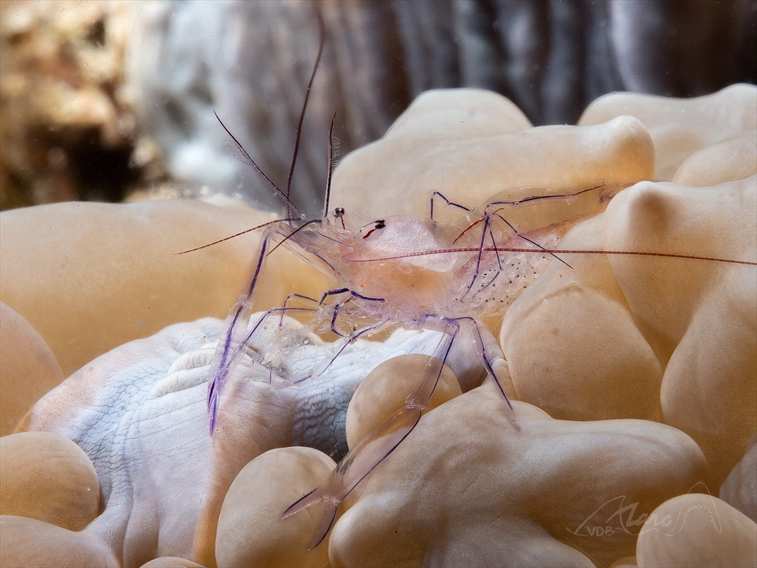 transparent by Marc Van Den Broeck 