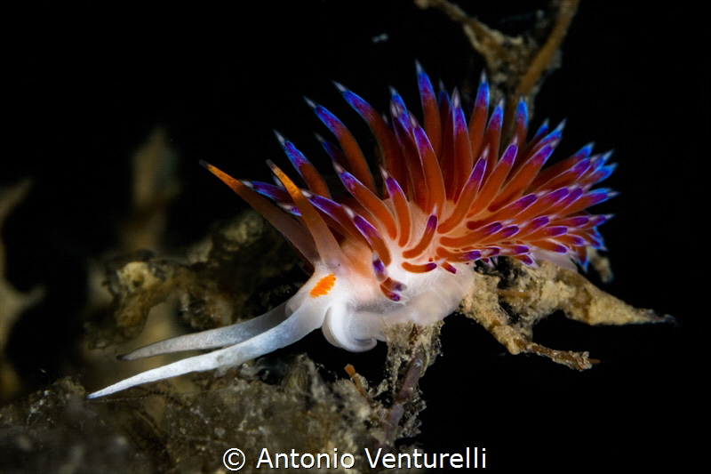I almost always use 100 mm focal. Challenging especially ... by Antonio Venturelli 