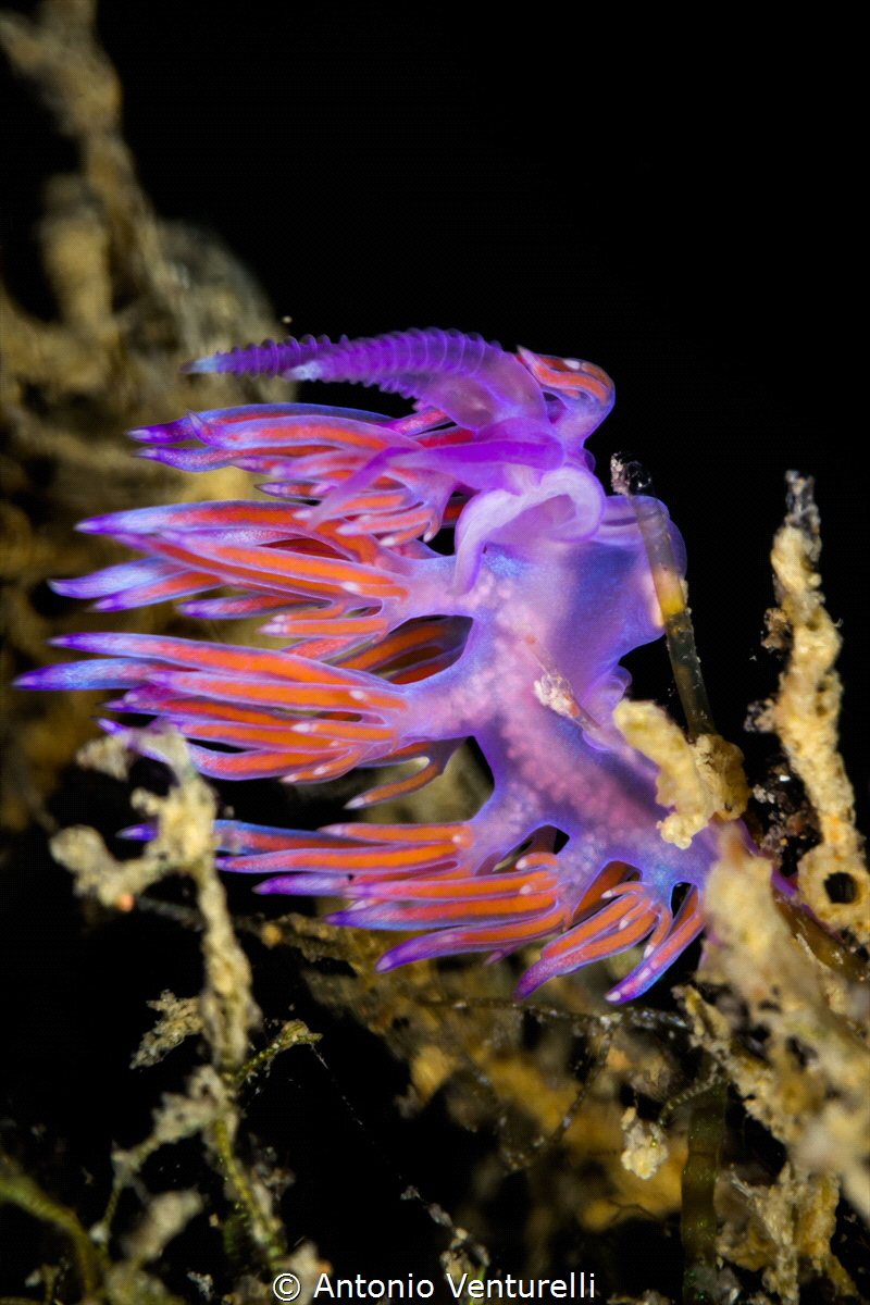 Flabellina affinis. Although I photographed hundreds of t... by Antonio Venturelli 