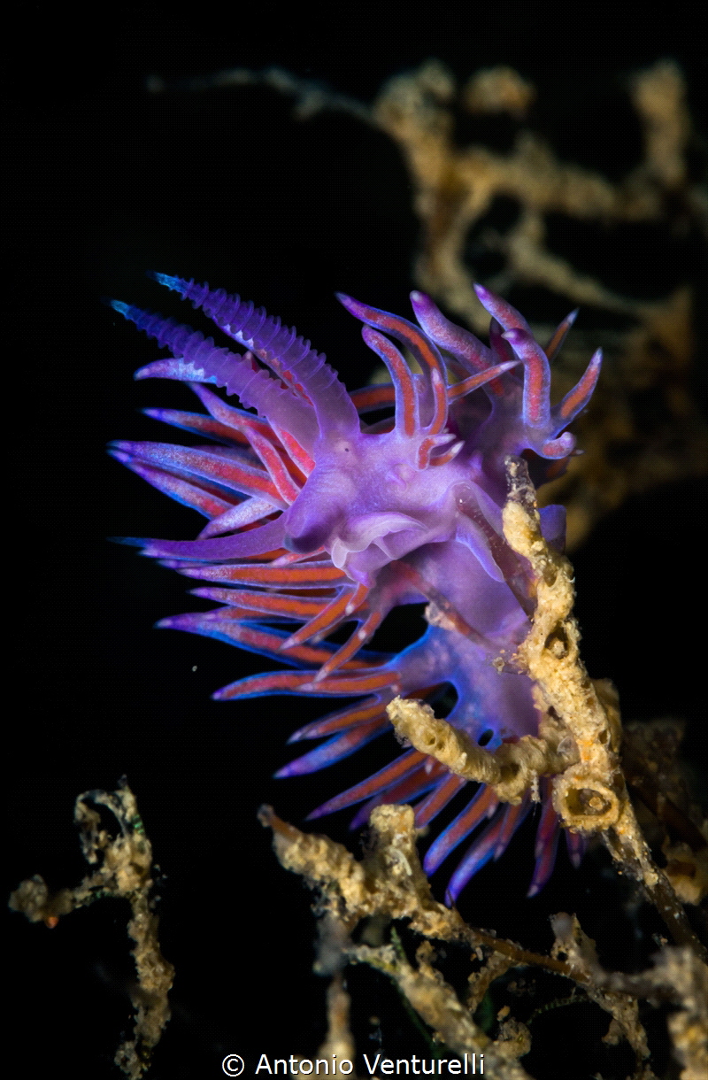 Flabellina affinis_July 2023
(Canon 100,1/200,f20,iso200) by Antonio Venturelli 