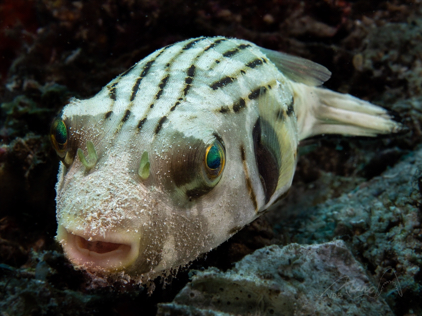 puff by Marc Van Den Broeck 