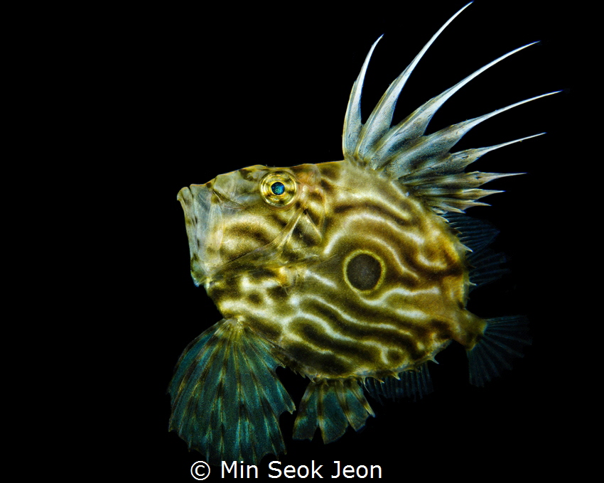 John dory by Min Seok Jeon 