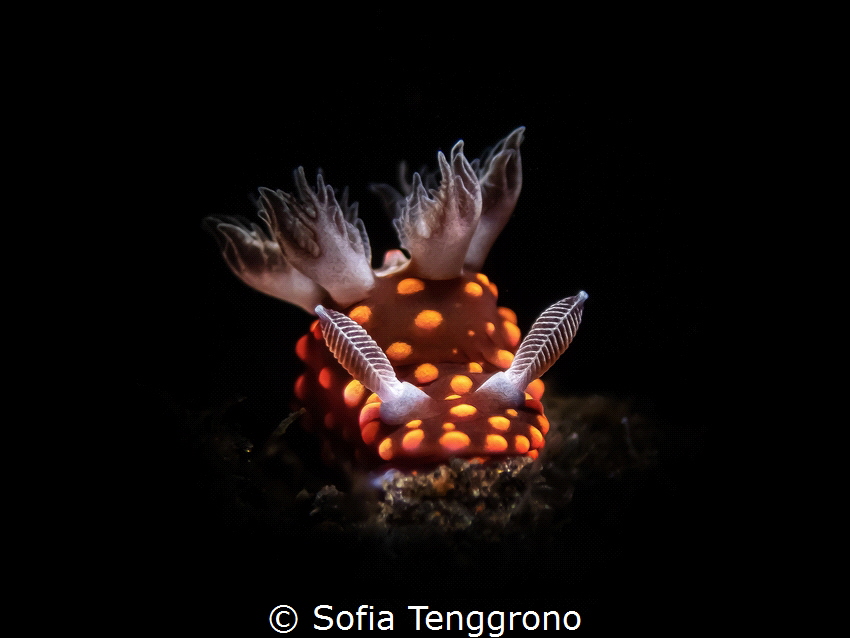 Nembrotha sp. by Sofia Tenggrono 