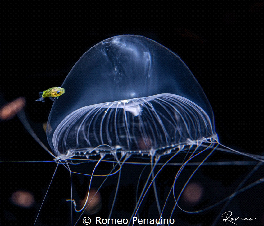 Black water dive at grand cayman . by Romeo Penacino 