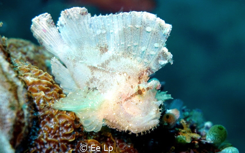 Taenianotus triacanthus (leaf scorpionfish). (f/5.6, 1/80... by E&e Lp 