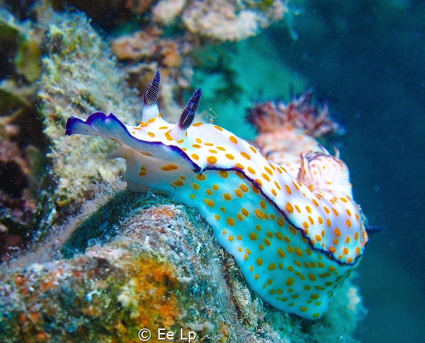 Risbecia pulchella (cute risbecia) living on the edge. (f... by E&e Lp 