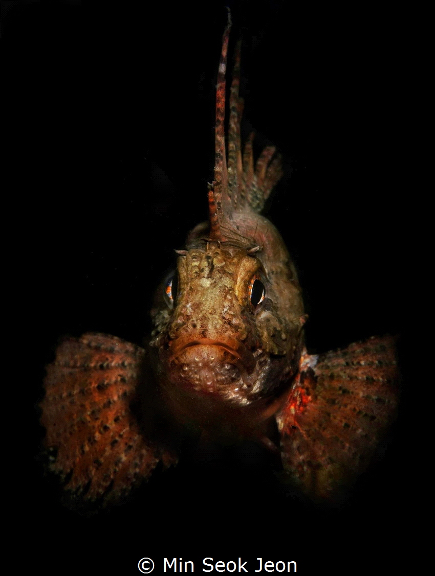 Rock fish by Min Seok Jeon 