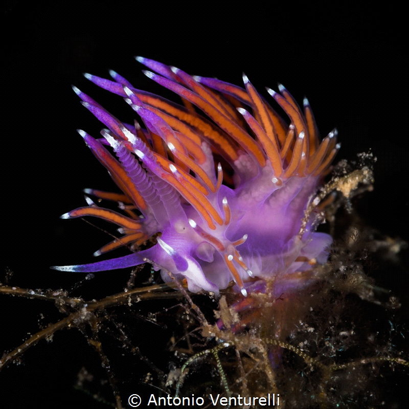 Flabellina affinis_July2023
(Canon100,1/200,f20,iso200) by Antonio Venturelli 