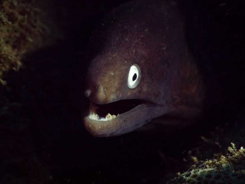 eyes in the dark by Marc Van Den Broeck 