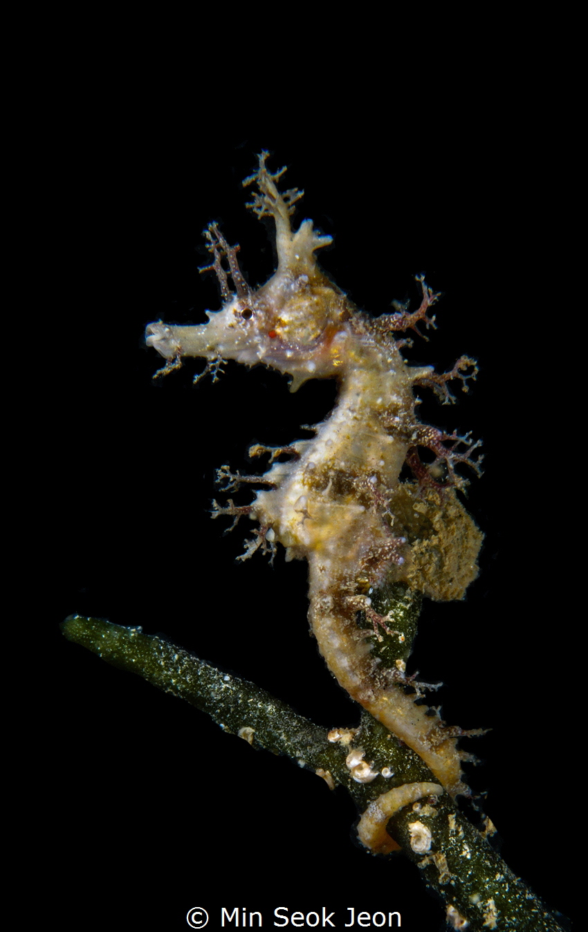 Seahorse by Min Seok Jeon 