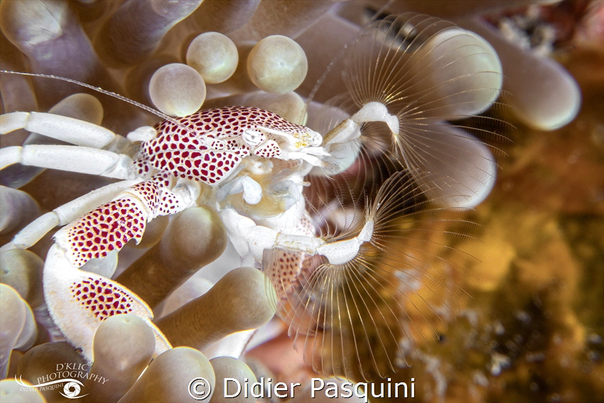 CARBE PORCELENE - Neopetrolisthes maculatus
REUNION 2023 by Didier Pasquini 