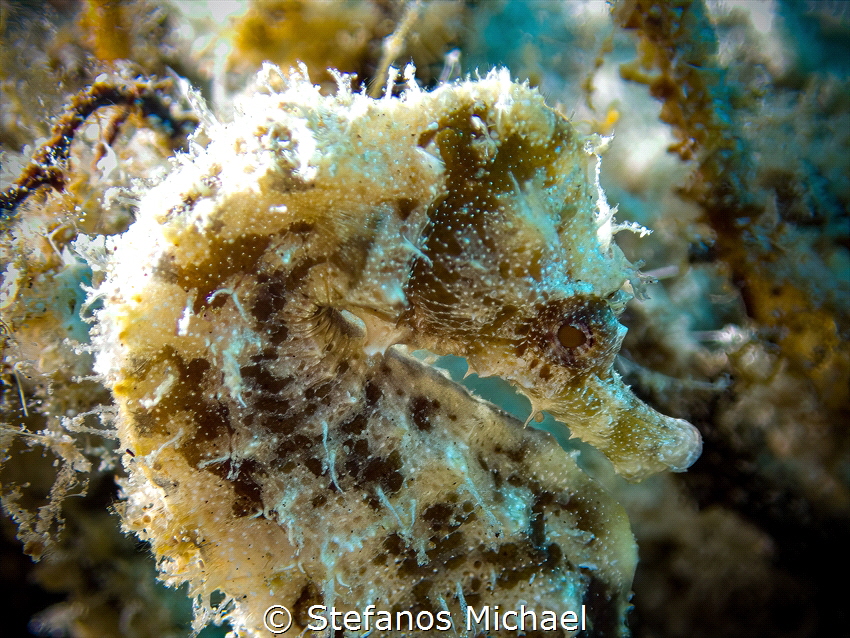 Sea Pony - Hippocampus fuscus by Stefanos Michael 