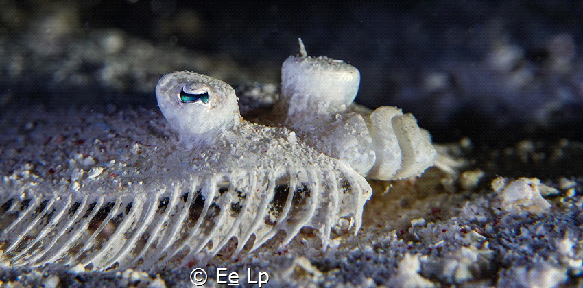 Bothus pantherinus (leopard flounder). (f/8, 1/60, ISO-10... by E&e Lp 
