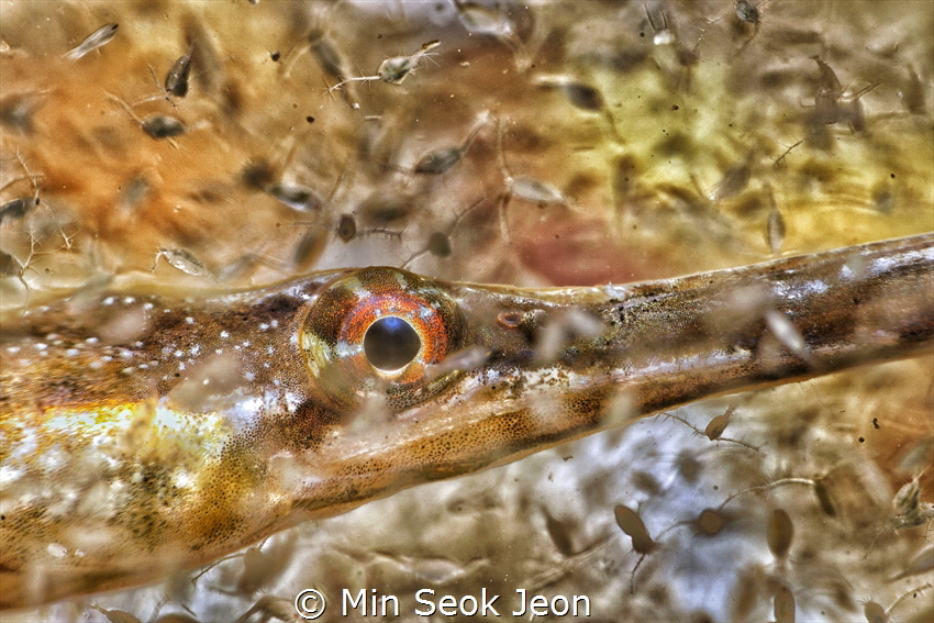 Pipefish and bugs by Min Seok Jeon 