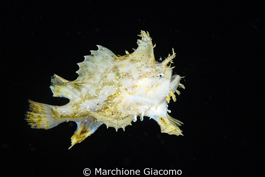 Sargassum frog fish. Lembeh strait . by Marchione Giacomo 