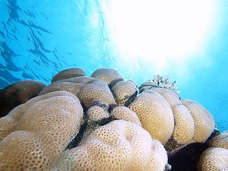 Coral sunburst taken at Sharksbay with E300. by Nikki Van Veelen 